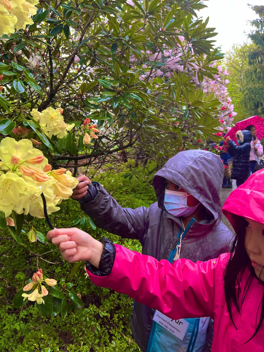MsSpicerteaches's tweet photo. Division 8 has been engaging in lots of hands on learning as we discover the importance of pollinators and find examples of plant life cycles in our environment. #outdooreducation https://t.co/DVoTiws5pC
