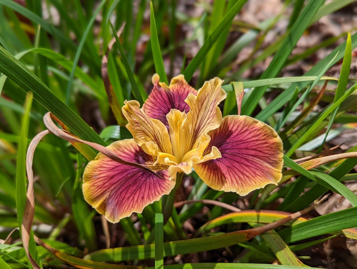 One of the Pacific Coast hybrid irises. An ephemeral but exquisite delight in bloom. A tough bunch of strappy evergreen leaves the rest of the year. Generally worth having around.