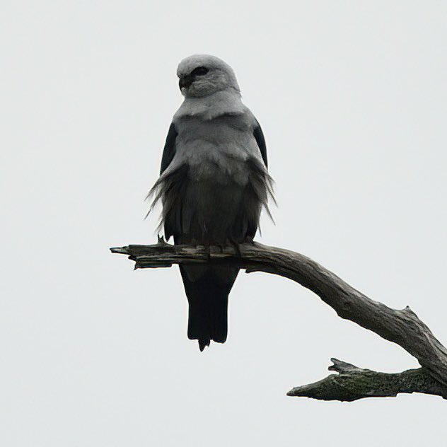 byelsachen's tweet photo. Hope everyone’s enjoying some feathered friends for #GlobalBigDay / #WorldMigratoryBirdDay! I could spend all day watching these Mississippi Kites, for example. https://t.co/Jnghymsixb
