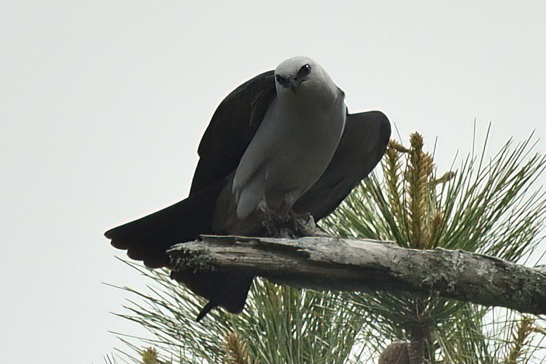 byelsachen's tweet photo. Hope everyone’s enjoying some feathered friends for #GlobalBigDay / #WorldMigratoryBirdDay! I could spend all day watching these Mississippi Kites, for example. https://t.co/Jnghymsixb