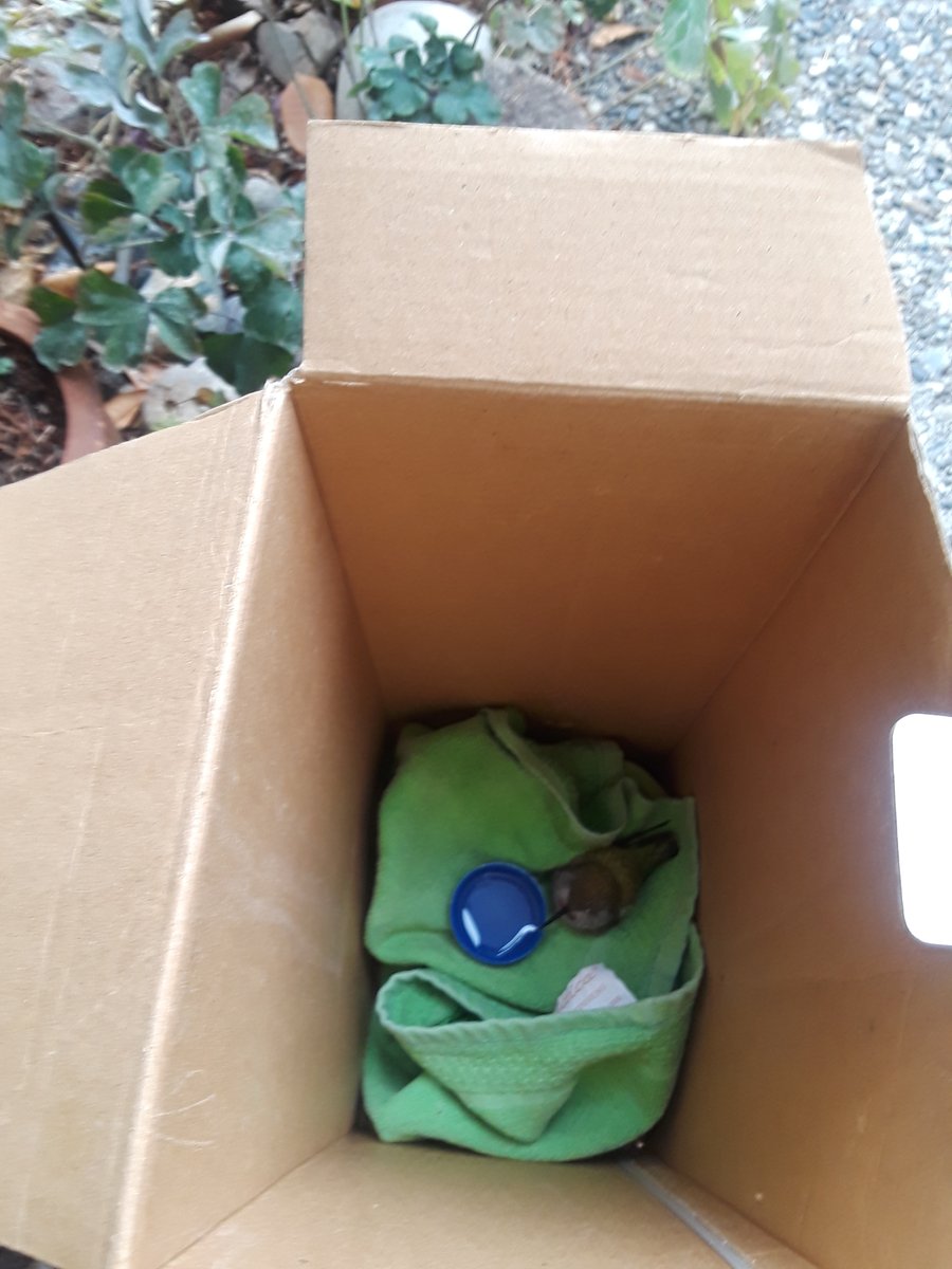 TopCBDExpo tweet media