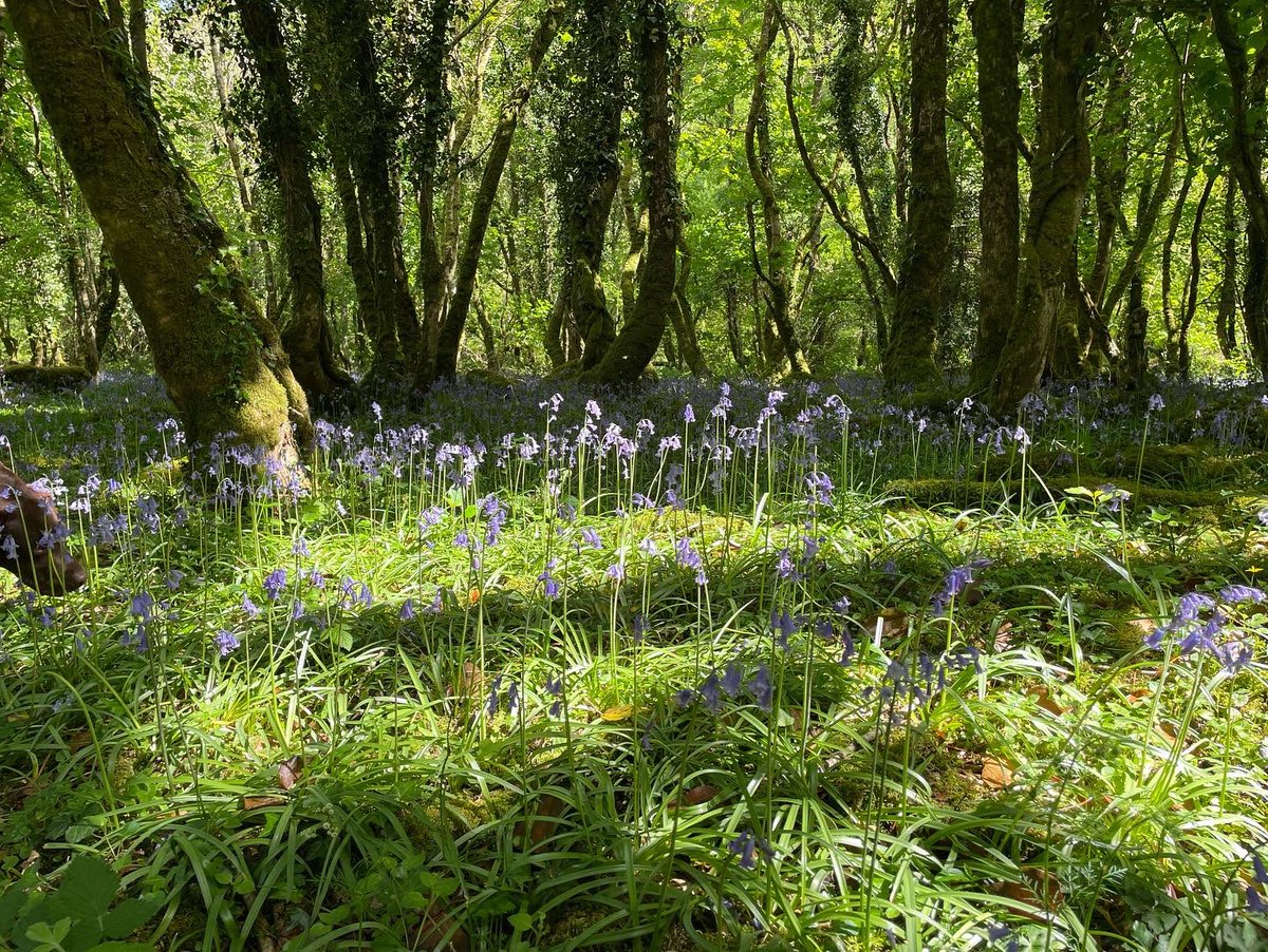 VisitDartmoor's tweet photo. Beautiful afternoon ๐๐ ๐
Bluebells, sunshine, gentle river, woodland, good dogs โฆ. heaven ๐พ๐พ๐ฅพ๐ฅพ
#dartmoor #HeartofDevon #Devon #sunshine #NationalWalkingMonth https://t.co/jAfO6yuP5r