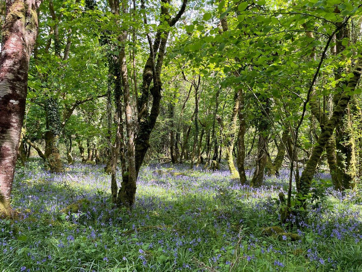 VisitDartmoor's tweet photo. Beautiful afternoon ๐๐ ๐
Bluebells, sunshine, gentle river, woodland, good dogs โฆ. heaven ๐พ๐พ๐ฅพ๐ฅพ
#dartmoor #HeartofDevon #Devon #sunshine #NationalWalkingMonth https://t.co/jAfO6yuP5r