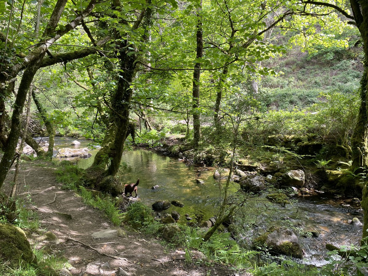 VisitDartmoor's tweet photo. Beautiful afternoon ๐๐ ๐
Bluebells, sunshine, gentle river, woodland, good dogs โฆ. heaven ๐พ๐พ๐ฅพ๐ฅพ
#dartmoor #HeartofDevon #Devon #sunshine #NationalWalkingMonth https://t.co/jAfO6yuP5r