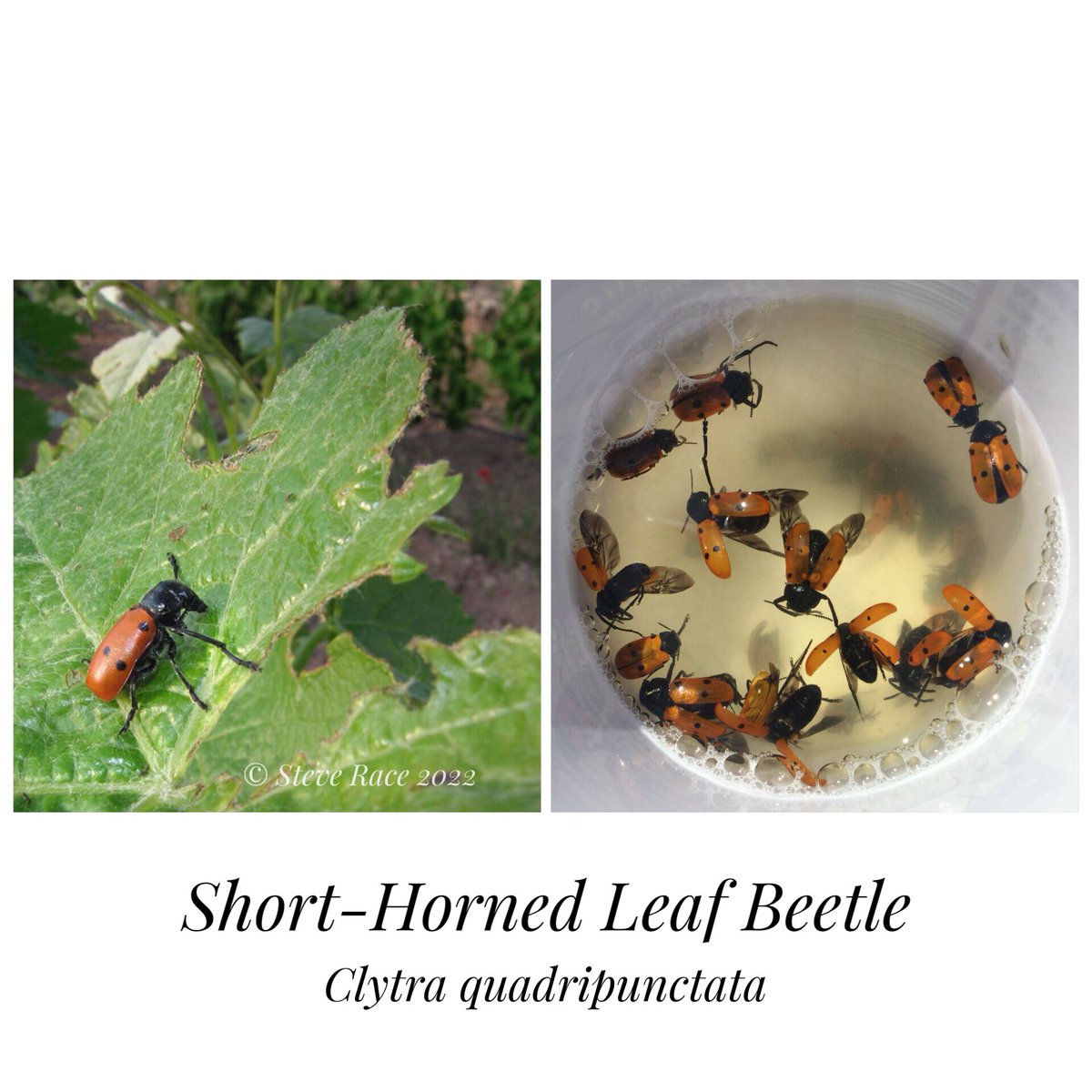 Steve Race tweet media