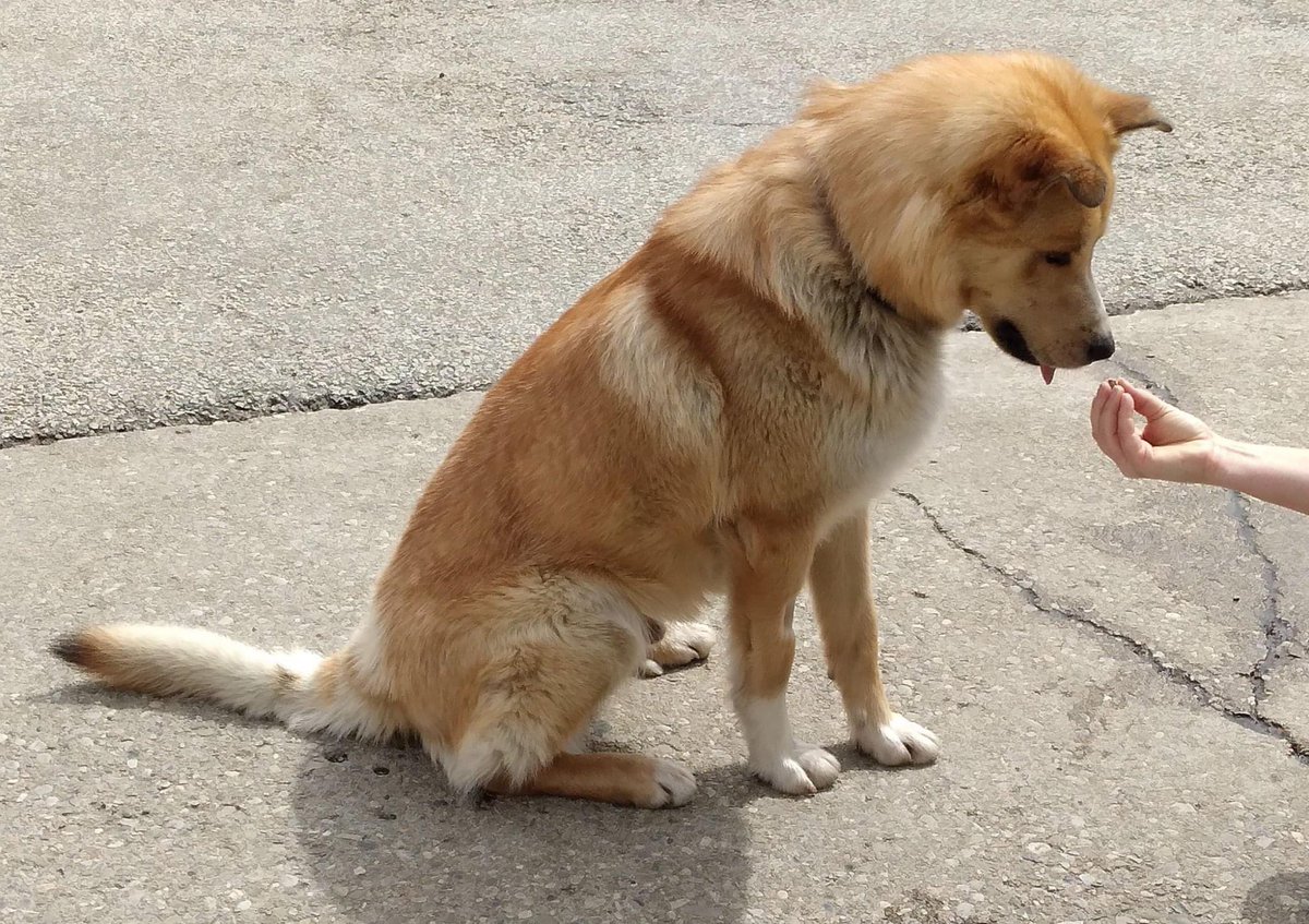 EtobHumaneSoc's tweet photo. Max is sweet and active. He thinks he’s a lap dog and we can’t bring ourselves to tell him otherwise. Visit our website to read about adoption https://t.co/OIs8rlaL1j https://t.co/hLvkC8sNnC