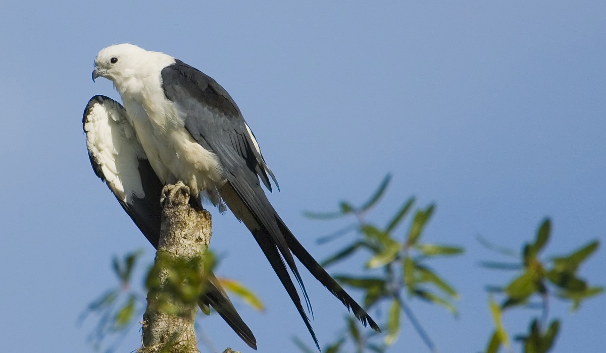 NFWFnews's tweet photo. Swallow-tailed kites eat bugs + vertebrates found in SE forests to recharge after migration. @NFWFnews + @IntlPaperCo fund grants with the #SoLoACE partnership to restore + conserve kite habitat. #WorldMigratoryBirdDay #Kites #Conservation. https://t.co/baNUO99nX5 https://t.co/QOP8RPcoVh