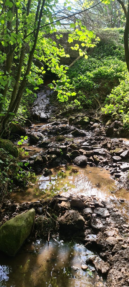 EarthdropTweets's tweet image. The first photo is a week ago when I started-
The second photo was today! 
😁♻️🌍
#tidynature #earthdrop #enviroment #greenliving