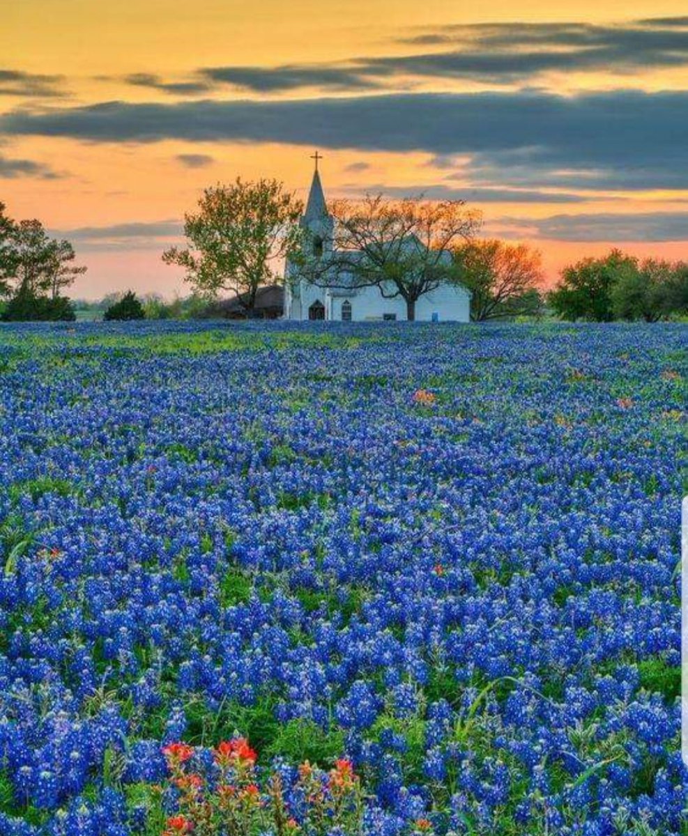 rmorrisondcool1's tweet photo. 💙Texas Bluebonnets: A little bit of God's gifts to Texas💙
#SaveOurChildren #MayYouBeBlessedWithEnough
#LoveOverHate #HateIsNotAnOption https://t.co/Cgcq9Bjv8W