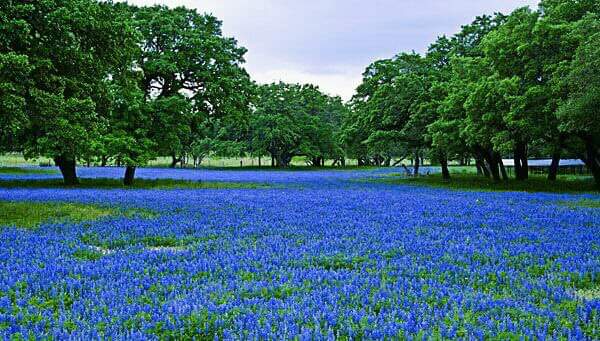 rmorrisondcool1's tweet photo. 💙Texas Bluebonnets: A little bit of God's gifts to Texas💙
#SaveOurChildren #MayYouBeBlessedWithEnough
#LoveOverHate #HateIsNotAnOption https://t.co/6zEkG0M3Bi