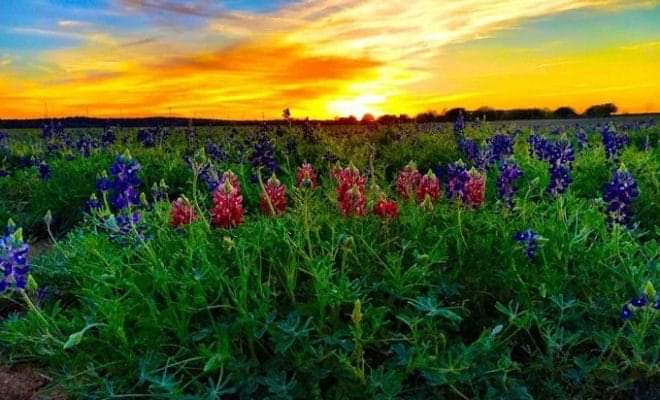 rmorrisondcool1's tweet photo. 💙Texas Bluebonnets: A little bit of God's gifts to Texas💙
#SaveOurChildren #MayYouBeBlessedWithEnough
#LoveOverHate #HateIsNotAnOption https://t.co/56vlBGTdFm