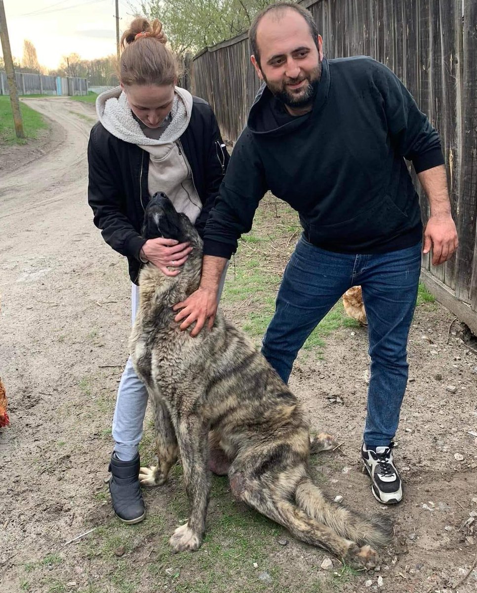 stefsrescue's tweet photo. #topaz update. 
1) I had deleted my earlier post as there was some further debate about where he would go. 
It’s all confirmed now. I will take him under my rescue and my old friend Kris at Dogbus is allowing me use of her kennels in Romania where he will see a specialist https://t.co/7ek92O71oI