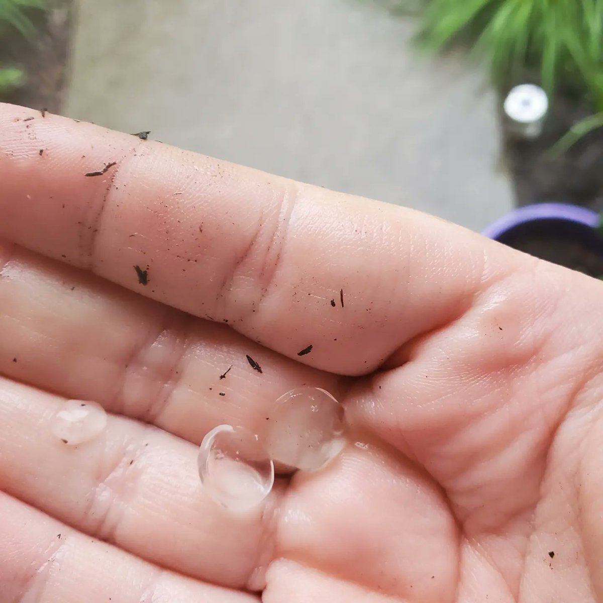 AmandaM12's tweet photo. We got hail in Frankfort @Kentuckyweather @allyblakewx https://t.co/Hw1qt359Xh