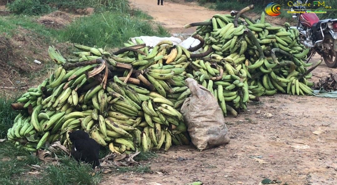 RadioCultureFm's tweet photo. #Agropastoral: Les villages #Bogso et #LimougLihog un bassin de production de la #bananeplantain de l’arrondissement d’#Eséka.
Actualité à suivre sur @RadioCulture-Fm
#Agriculture #NyongetKellé #Eséka #Cameroun https://t.co/q2Pz5fMoYu