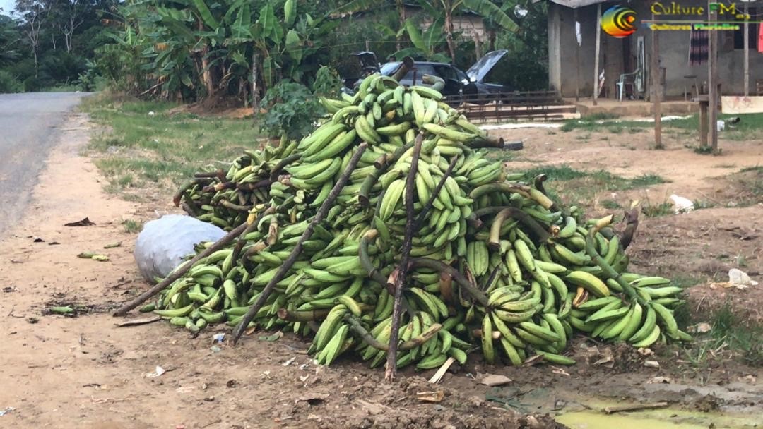 RadioCultureFm's tweet photo. #Agropastoral: Les villages #Bogso et #LimougLihog un bassin de production de la #bananeplantain de l’arrondissement d’#Eséka.
Actualité à suivre sur @RadioCulture-Fm
#Agriculture #NyongetKellé #Eséka #Cameroun https://t.co/q2Pz5fMoYu