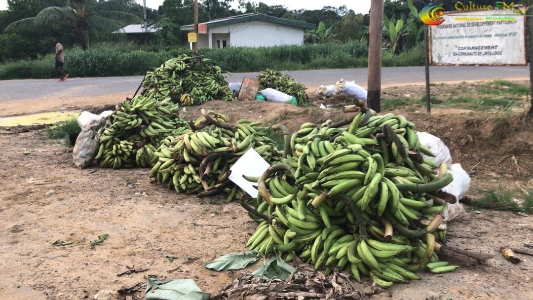 RadioCultureFm's tweet photo. #Agropastoral: Les villages #Bogso et #LimougLihog un bassin de production de la #bananeplantain de l’arrondissement d’#Eséka.
Actualité à suivre sur @RadioCulture-Fm
#Agriculture #NyongetKellé #Eséka #Cameroun https://t.co/q2Pz5fMoYu