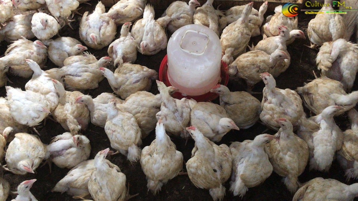 RadioCultureFm's tweet photo. #PouletsDeChairsbio Disponibles à la #Brigade #Avicole de #Bogso à partir du 19 Mai 2022.
Faites vos réservations au 653 75 41 73
#Entrepreneuriat #VentePoulet #Bogso #NyongEtKellé #Cameroun #Cameroon #CultureFM #FibeLaB https://t.co/Qua4akJAAF