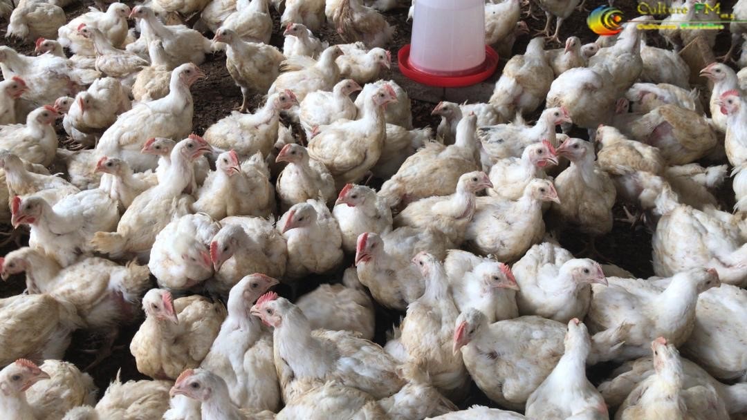 RadioCultureFm's tweet photo. #PouletsDeChairsbio Disponibles à la #Brigade #Avicole de #Bogso à partir du 19 Mai 2022.
Faites vos réservations au 653 75 41 73
#Entrepreneuriat #VentePoulet #Bogso #NyongEtKellé #Cameroun #Cameroon #CultureFM #FibeLaB https://t.co/Qua4akJAAF