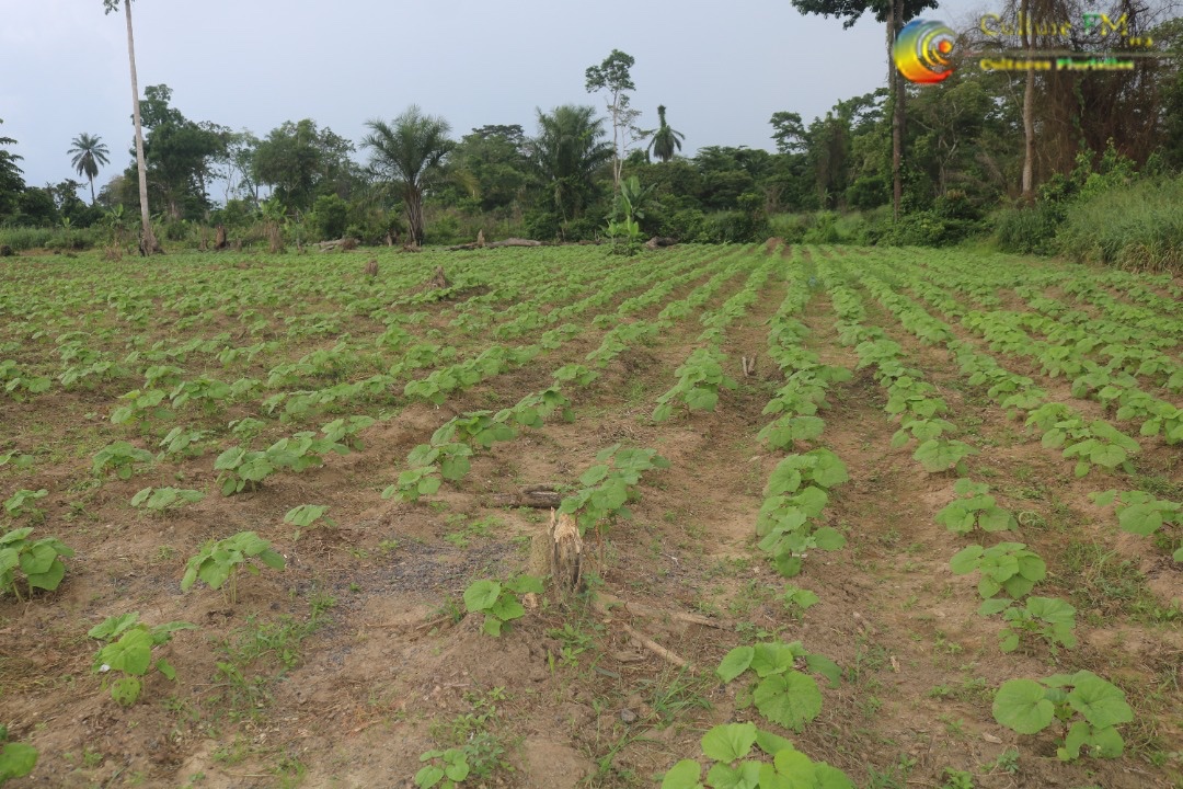 RadioCultureFm's tweet photo. Brigade Agricole de #Bogso: Une équipe de jeunes ouvriers disponibles pour tous vos #TravauxAgricoles (De #Planting, #Défrichage, #Rabattage et #Traitement des plantations...etc)
Contact: 653 75 41 73
#Fibelab #Entrepreneuriat #Agriculture #NyongetKellé #Cameroun #CultureFM https://t.co/onYqsCWv5R