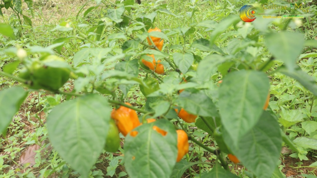 RadioCultureFm's tweet photo. Brigade Agricole de #Bogso: Une équipe de jeunes ouvriers disponibles pour tous vos #TravauxAgricoles (De #Planting, #Défrichage, #Rabattage et #Traitement des plantations...etc)
Contact: +237 653 75 41 73
#Fibelab #Entrepreneuriat #Agriculture #NyongetKellé #Cameroun https://t.co/JHDffqEPJs