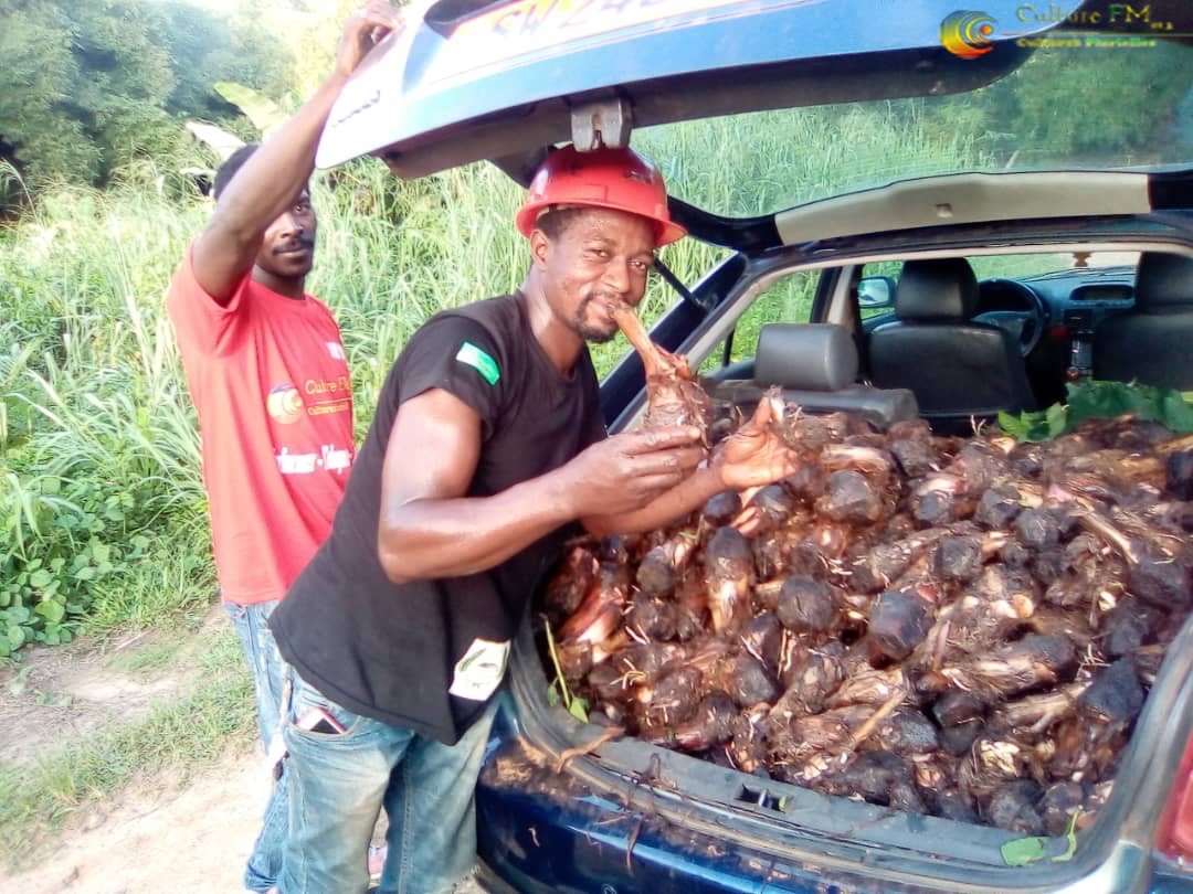 RadioCultureFm's tweet photo. Brigade Agricole de #Bogso: Une équipe de jeunes ouvriers disponibles pour tous vos #TravauxAgricoles (De #Planting, #Défrichage, #Rabattage et #Traitement des plantations...etc)
Contact: +237 653 75 41 73
#Fibelab #Entrepreneuriat #Agriculture #NyongetKellé #Cameroun https://t.co/JHDffqEPJs