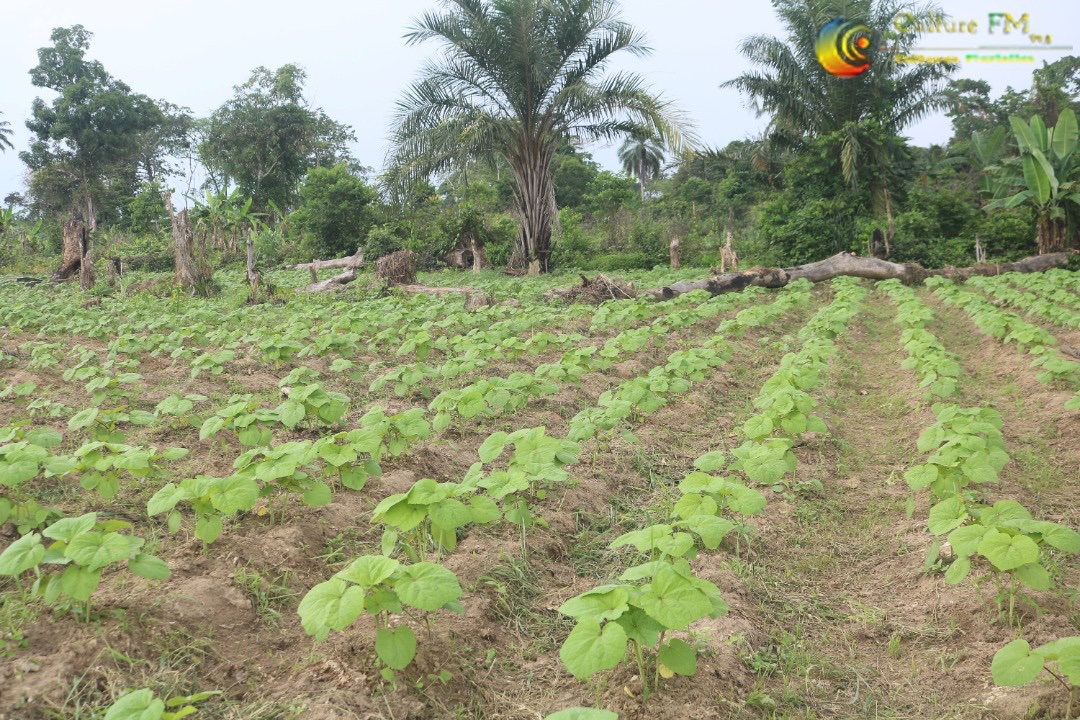 RadioCultureFm's tweet photo. Brigade Agricole de #Bogso: Une équipe de jeunes ouvriers disponibles pour tous vos #TravauxAgricoles (De #Planting, #Défrichage, #Rabattage et #Traitement des plantations...etc)
Contact: +237 653 75 41 73
#Fibelab #Entrepreneuriat #Agriculture #NyongetKellé #Cameroun https://t.co/JHDffqEPJs