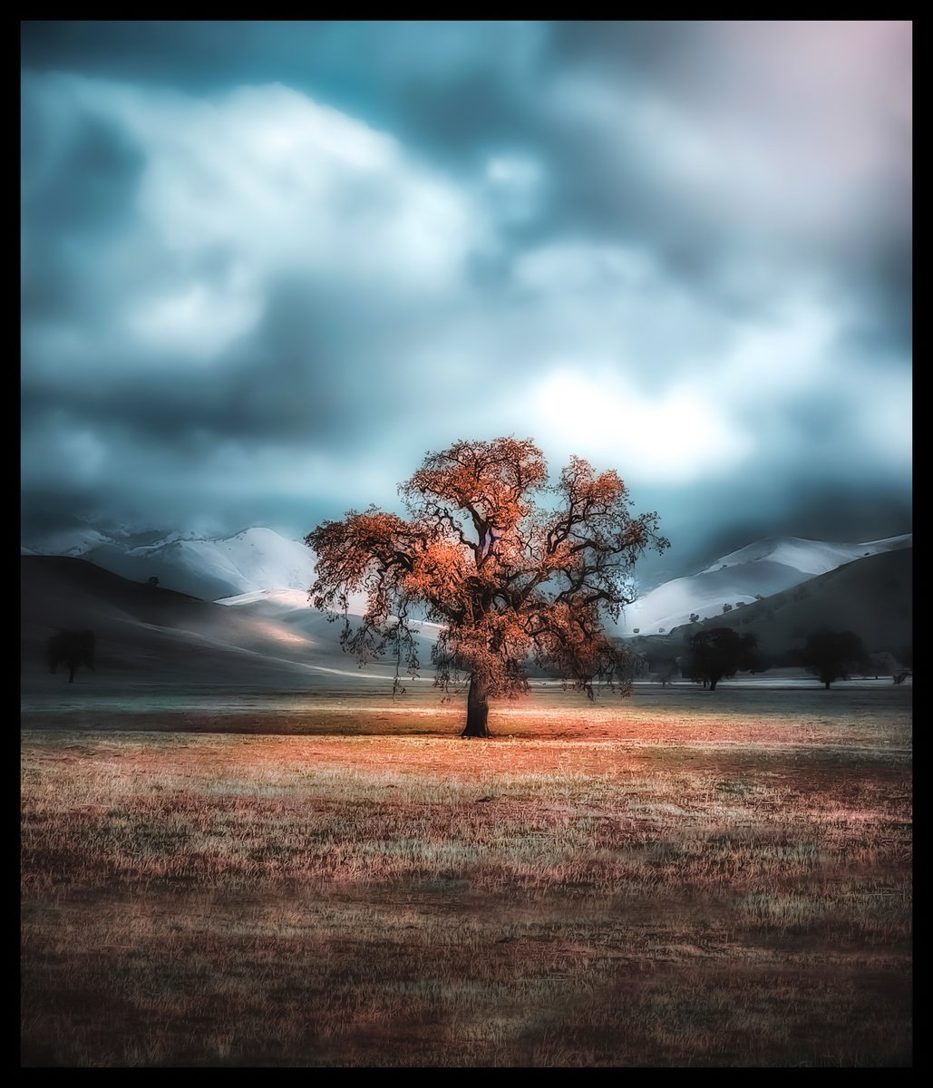 openshutter21's tweet image. Came across this #singletree and almost killed my passenger when i slammed on my brakes to get the shot. 

#mobilephotography