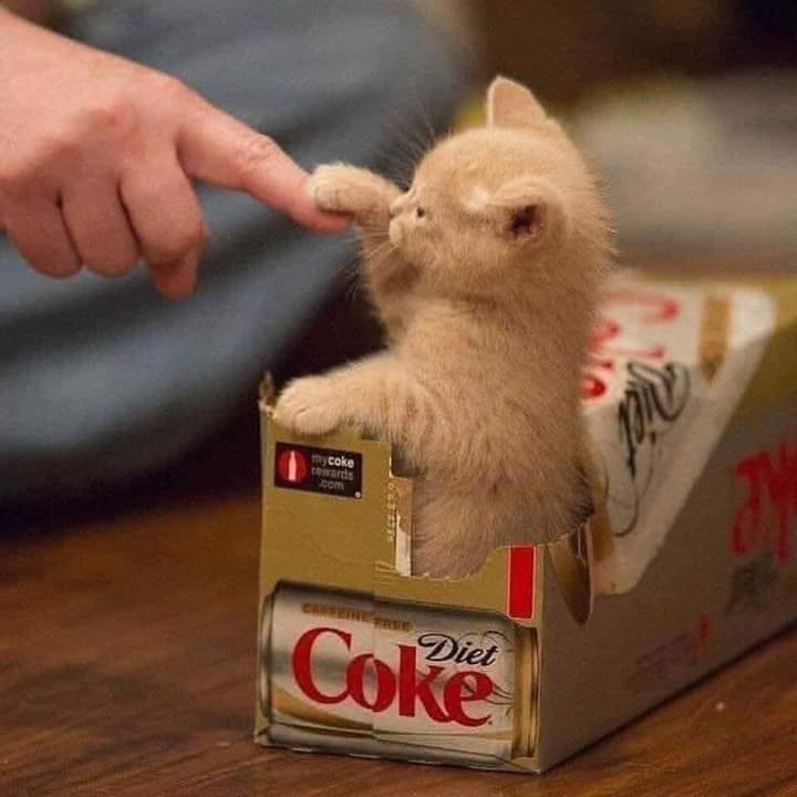 Daily Cat Dose (@shouldhaveacatt) on Twitter photo 