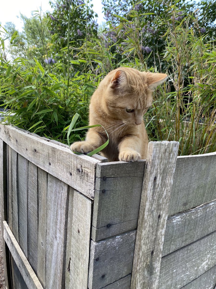 FredaGaasbeek's tweet photo. Onze bostijger. https://t.co/ud7mdToNso