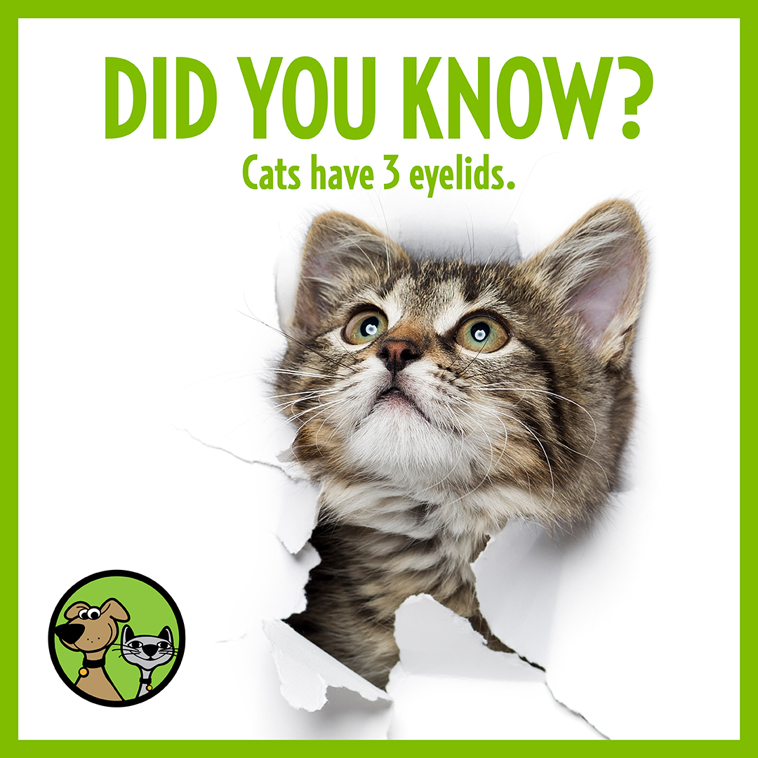 thepetbeastro's tweet photo. Did you know this interesting fact about cats? 😸
#CatFacts #AnimalFunFacts #PetFacts https://t.co/97VgWyXdkp