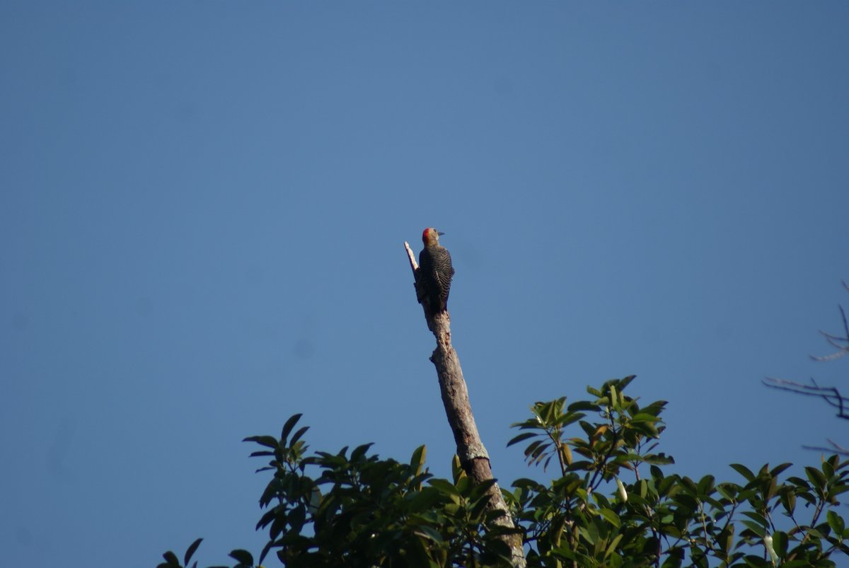 AzucenaLic's tweet photo. #GBD2022 #CadaAveCuenta Fotos: Víctor Rivas Azucena y Morena Azucena🐦🐦🐦🐦🐦😀 https://t.co/oal5p1LCQN