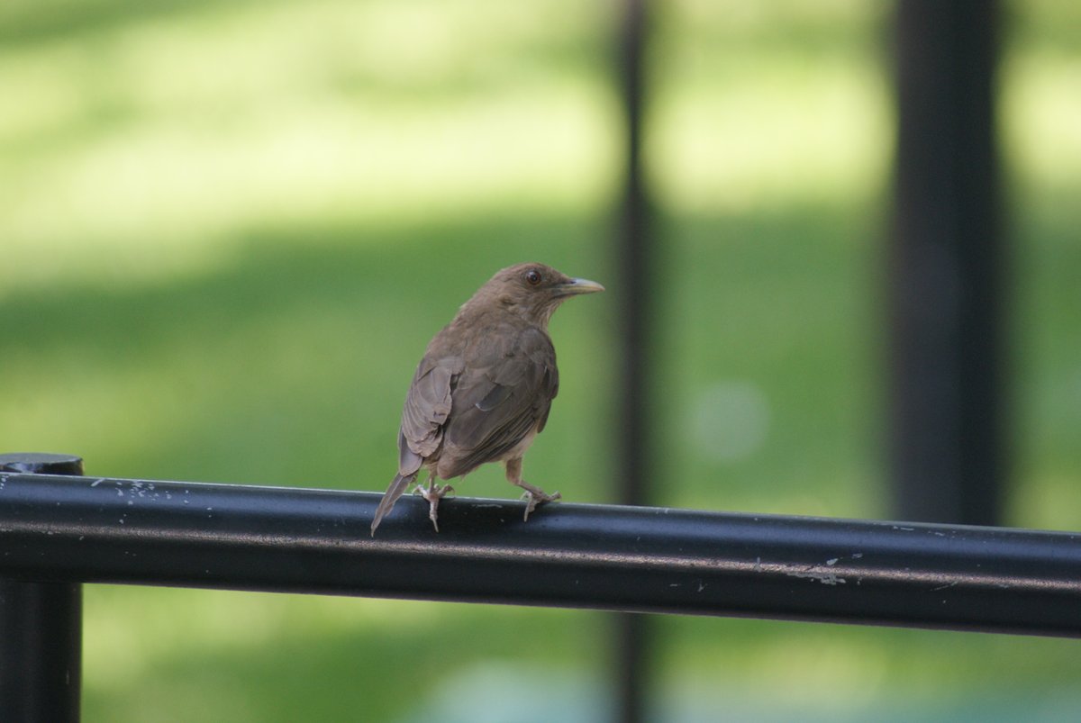 AzucenaLic's tweet photo. #GBD2022 #CadaAveCuenta Fotos: Víctor Rivas Azucena y Morena Azucena🐦🐦🐦🐦🐦😀 https://t.co/oal5p1LCQN