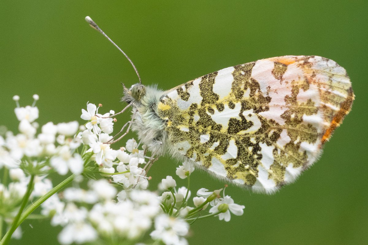 theaimlesslens's tweet photo. I have been envious of people who get Orange Tip butterflies to sit still for them. Finally I met an obliging one this week in Southampton Old Cemetery #southamptonoldcemetery #orangetipbutterfly #southamptoncommon #insect #butterfly #nature #wildlife https://t.co/zrq3QCZVNt