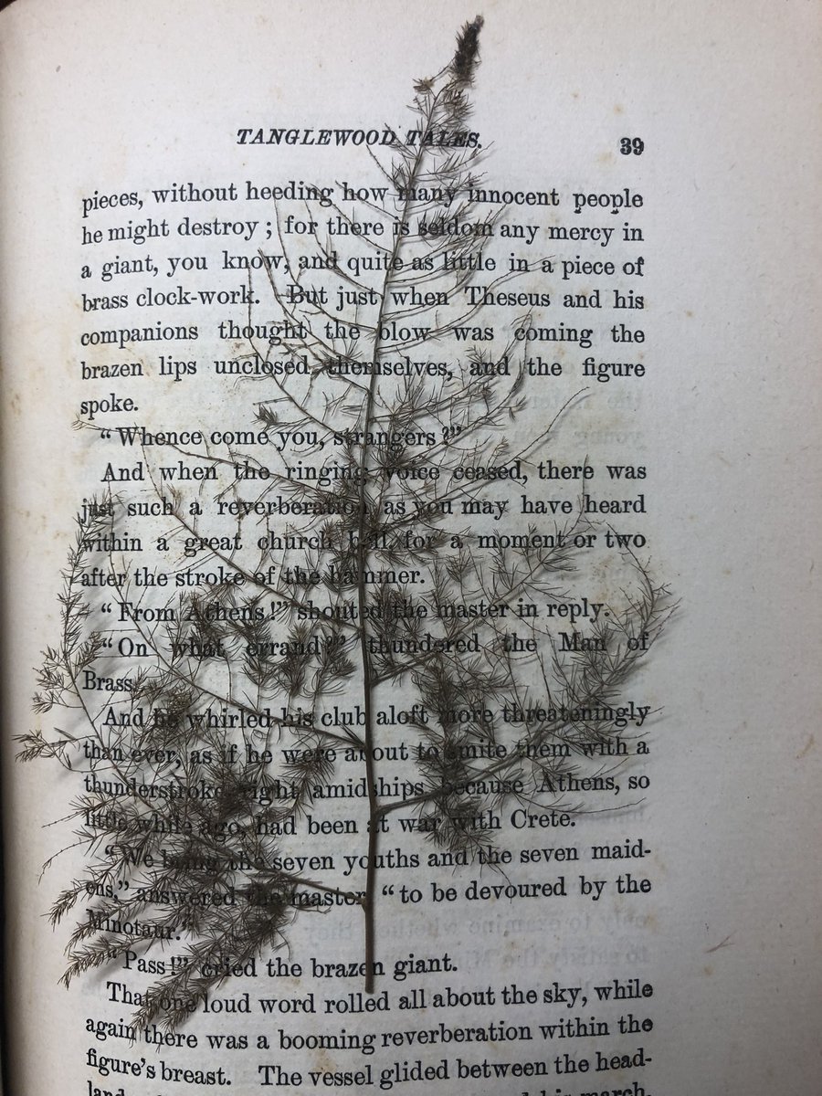 JoyEllenW's tweet photo. I’ve been accessioning a collection of  early 20th-century #books donated to our repository from a local historical society. It is taking me longer than expected to describe each book because I keep finding surprises in them like paper dolls and plants. https://t.co/MMO7pPGQ1P
