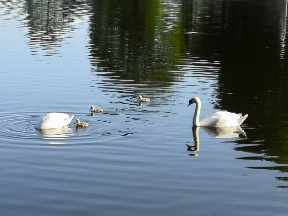 8 eggs in the nest last week but only 4 cygnets on show today. I guess hatching is a tricky business. <a href="/roundhaypark/">RoundhayPark</a> At least these looked in fine form.