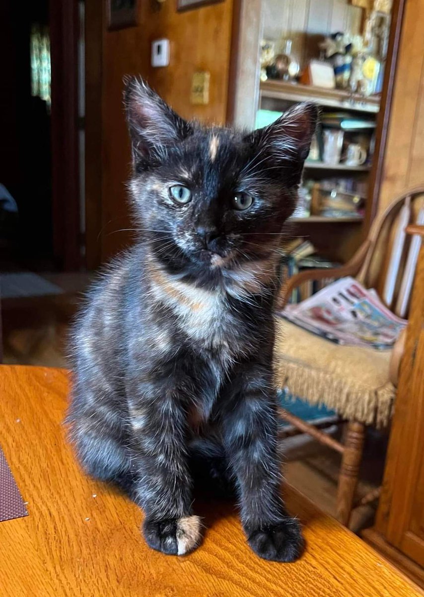 hopper57's tweet photo. @CriticalRole @samriegel help us in welcoming our newest addition to our family Knott the Kitten https://t.co/Qjlbr78vB7