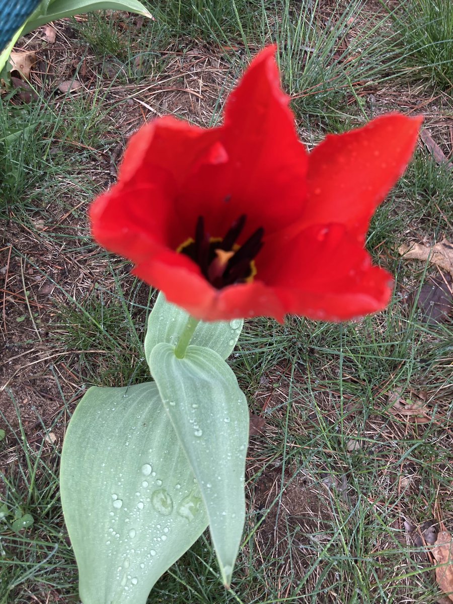 Our <a href="/journeynorthED/">Journey North Ed</a> tulips bloomed yesterday! We created a Cohort for SPPS schools 

7 months
14 schools
700 tulips

Urban tulips emerged 2 weeks earlier, and bloomed 3 days earlier than Belwin (exurban site) tulips

#ClimateLiteracy
#phenology