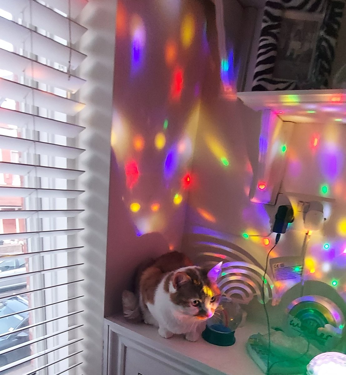 alsy0210's tweet photo. @bbceurovision Having eurovision party with Karen Julie , Tasha and Silas cat who is enjoying the disco lights !! #bbceurovision https://t.co/TPapAX8Ifc