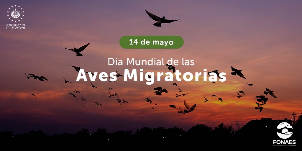 ¿Por qué migran algunas especies de aves?

Algunas aves pueden recorrer miles de kilómetros durante los cambios estacionales en búsqueda de alimento, refugio, y un ambiente apropiado para su reproducción.

Hoy conmemoramos el Día Mundial de las Aves Migratorias 🕊️🦜🐦