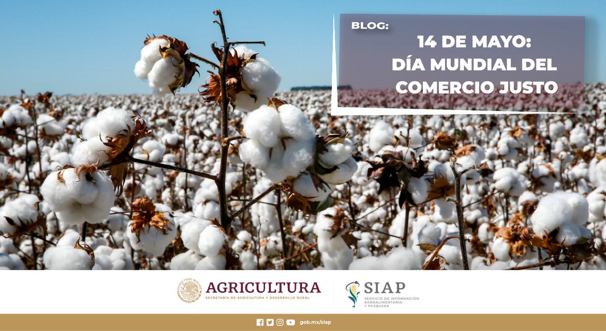 DGSIAP_Mx's tweet photo. #BlogSIAP El #ComercioJusto es uno de los movimientos globales que construyen, desde abajo, relaciones económicas internacionales solidarias y más sostenibles.
#AgriculturaMexicana
Lee: https://t.co/DUGyDM1cB3 https://t.co/lgdTfOA2ey