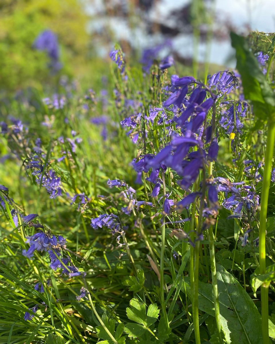 FlotsamFlo's tweet photo. @EnysGardens the bluebells are out and are looking absolutely gorgeous.  Come and see them whilst they are still there and even better, come and visit tomorrow to see Flotsam Flo and all the brilliant craft stalls tomorrow, 9-5pm 💙♻️✨ #Enysgardens #enys #bluebells #cornwall https://t.co/hxjmQ4KE3u