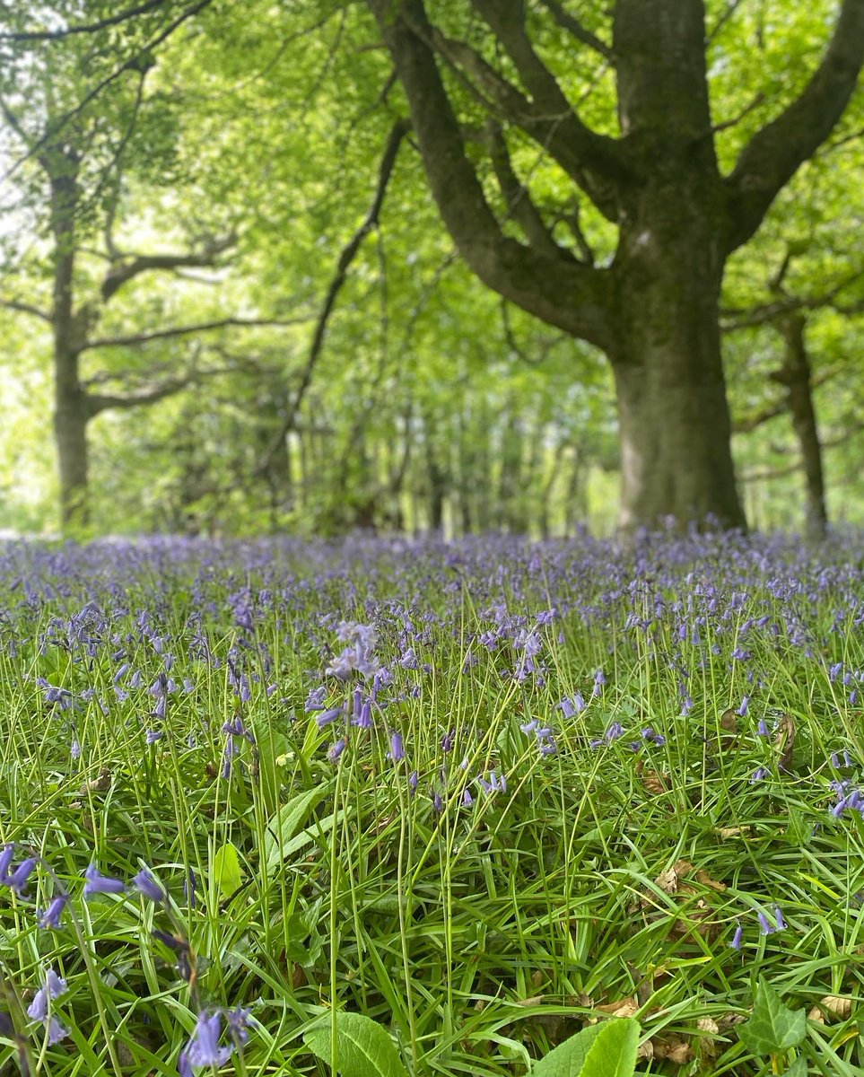 FlotsamFlo's tweet photo. @EnysGardens the bluebells are out and are looking absolutely gorgeous.  Come and see them whilst they are still there and even better, come and visit tomorrow to see Flotsam Flo and all the brilliant craft stalls tomorrow, 9-5pm 💙♻️✨ #Enysgardens #enys #bluebells #cornwall https://t.co/hxjmQ4KE3u