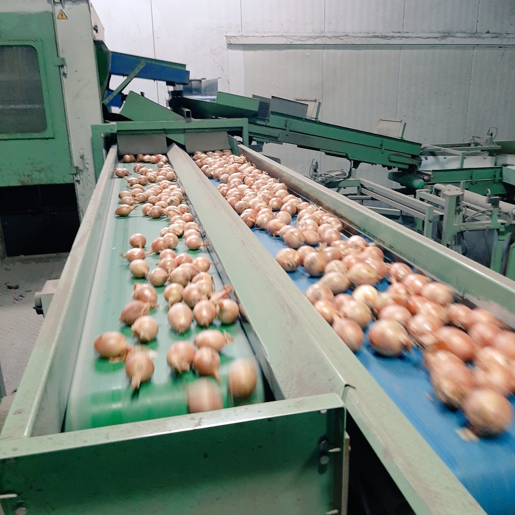 RemijnLuc's tweet photo. Oogst 2021, zaaiui rassenonderzoek @uirekaonderzoek wordt door @Uinovatie #UIKC verwerkt bij @cwiskerkeonions. 25 rassen uit Colijnplaat en 24 rassen uit Dronten. Resultaten op UIKC uiendag donderdag 25 augustus Colijnplaat @Proefboerderij @DelphyAkkerbZW https://t.co/qpEwGDsUfU
