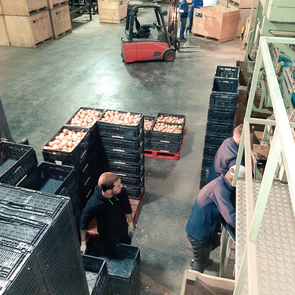 RemijnLuc's tweet photo. Oogst 2021, zaaiui rassenonderzoek @uirekaonderzoek wordt door @Uinovatie #UIKC verwerkt bij @cwiskerkeonions. 25 rassen uit Colijnplaat en 24 rassen uit Dronten. Resultaten op UIKC uiendag donderdag 25 augustus Colijnplaat @Proefboerderij @DelphyAkkerbZW https://t.co/qpEwGDsUfU