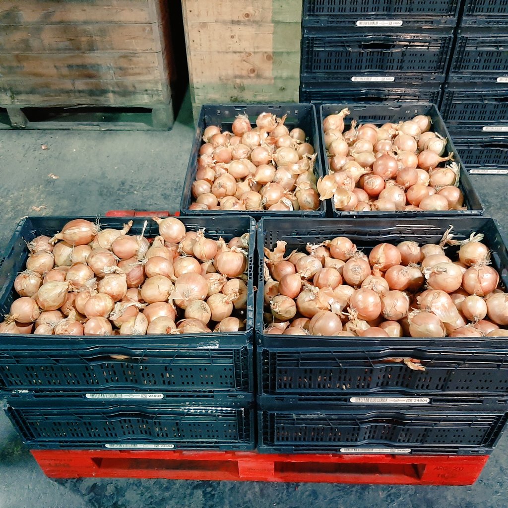 RemijnLuc's tweet photo. Oogst 2021, zaaiui rassenonderzoek @uirekaonderzoek wordt door @Uinovatie #UIKC verwerkt bij @cwiskerkeonions. 25 rassen uit Colijnplaat en 24 rassen uit Dronten. Resultaten op UIKC uiendag donderdag 25 augustus Colijnplaat @Proefboerderij @DelphyAkkerbZW https://t.co/qpEwGDsUfU