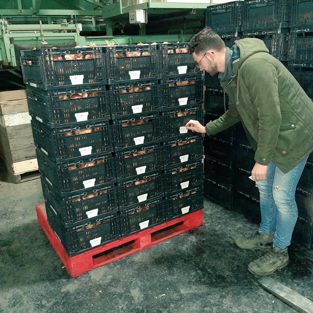 RemijnLuc's tweet photo. Oogst 2021, zaaiui rassenonderzoek @uirekaonderzoek wordt door @Uinovatie #UIKC verwerkt bij @cwiskerkeonions. 25 rassen uit Colijnplaat en 24 rassen uit Dronten. Resultaten op UIKC uiendag donderdag 25 augustus Colijnplaat @Proefboerderij @DelphyAkkerbZW https://t.co/qpEwGDsUfU