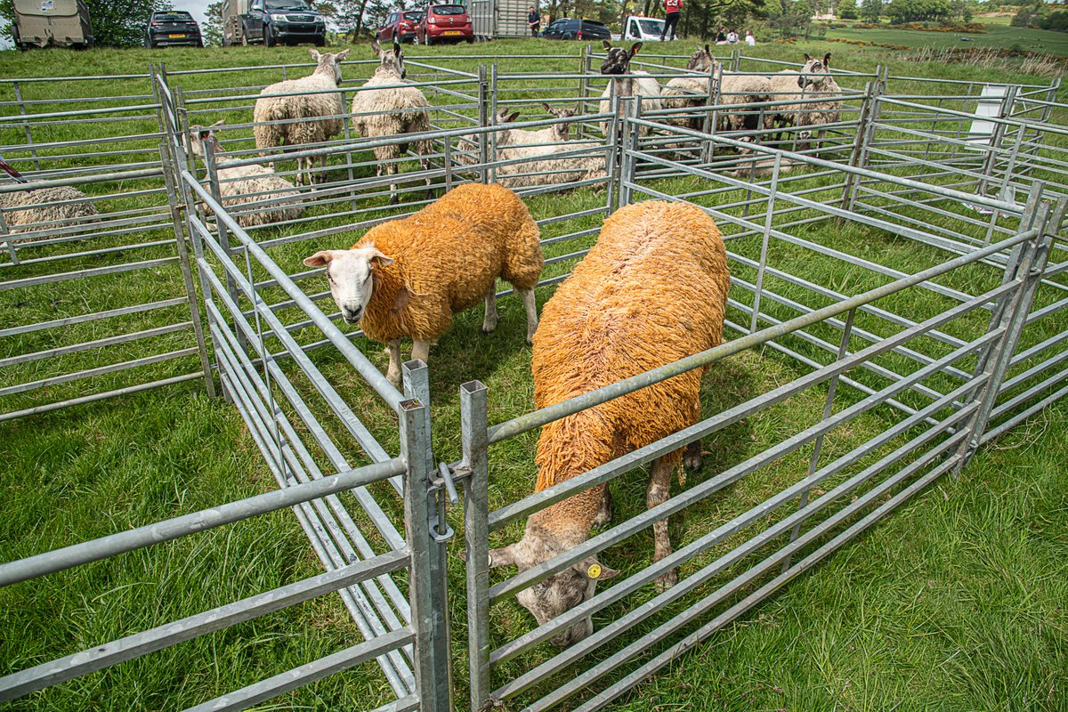 gregoreroach's tweet photo. Kilmacolm agricultural show 2022 #Kilmalcolm #Inverclyde #Scotland #framing @discinverclyde @tours_scotland @VisitScotland
https://t.co/q12k6G0CsE https://t.co/ZjB8SdHcs0
