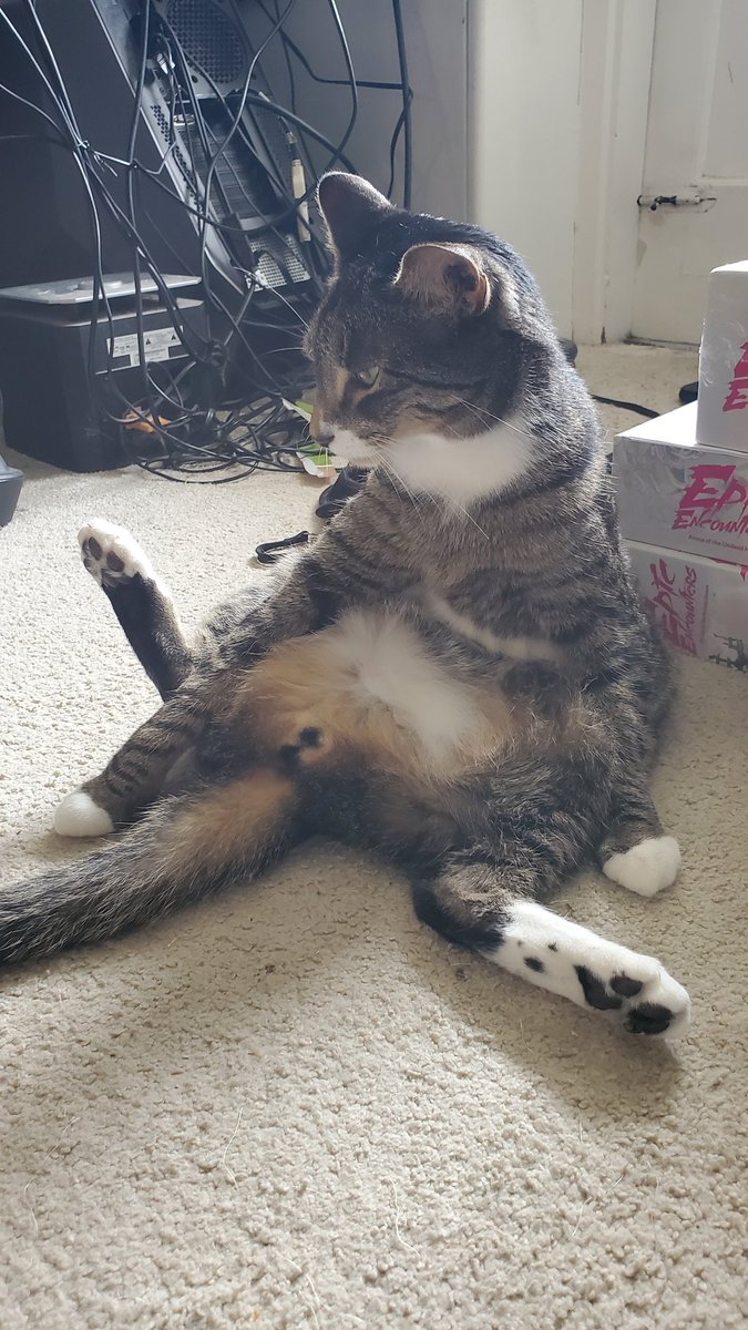 gameosicats's tweet photo. What a lil wierdo https://t.co/eGWGJCywiw