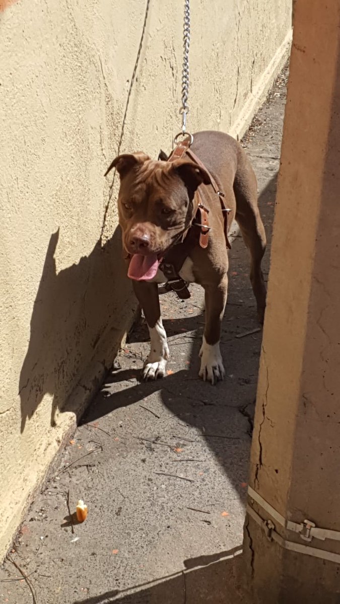PorSanAlvaro's tweet photo. Vecino irresponsable abandonó a su mascota a pleno rayo de sol. Los vecinos se han acercado a llevarle agua y alimento a esta perrita. https://t.co/Avgcpi1I9U