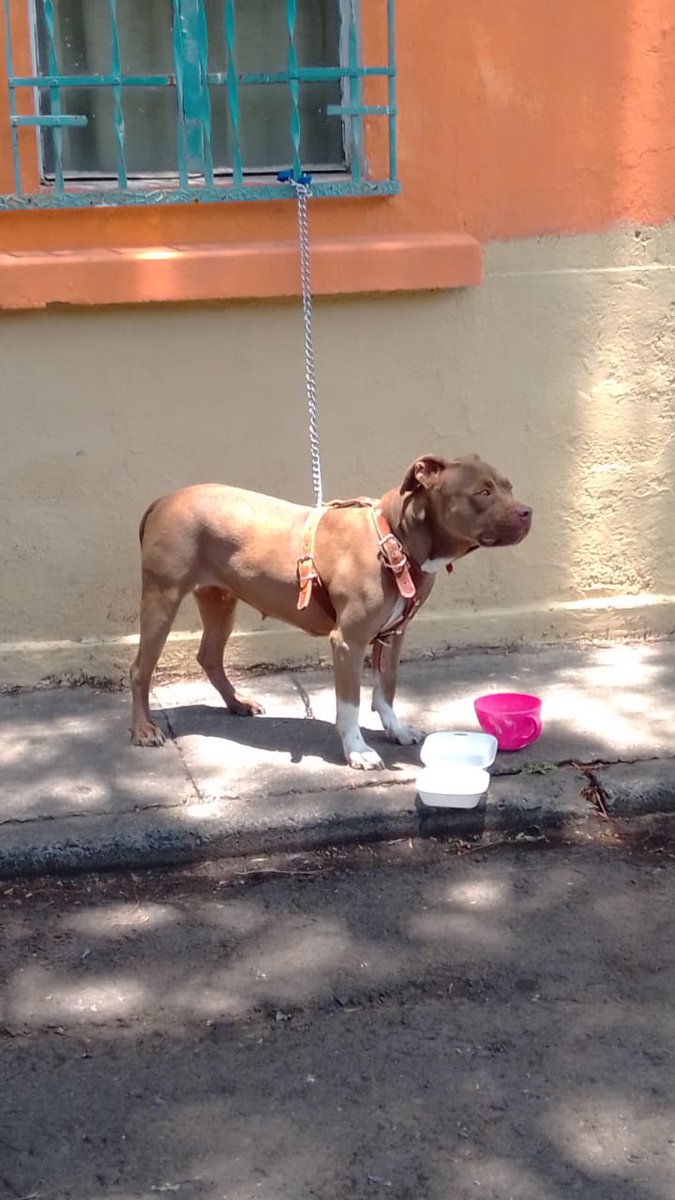 PorSanAlvaro's tweet photo. Vecino irresponsable abandonó a su mascota a pleno rayo de sol. Los vecinos se han acercado a llevarle agua y alimento a esta perrita. https://t.co/Avgcpi1I9U